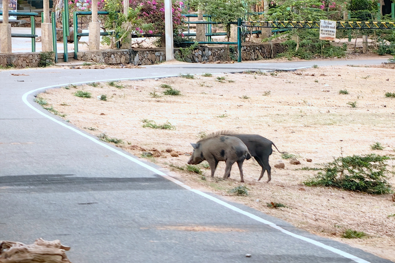 斯里蘭卡-雅拉國家公園 Yala National Park (動物之旅)